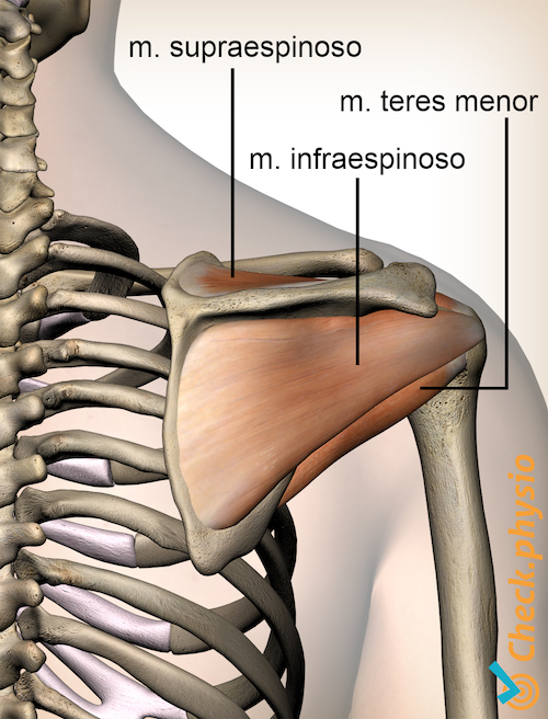 afbeelding_alt_schouder-rotatorcuff-rotator-cuff-spieren-achterzijde-supraspinatus-infraspinatus-teres-minor