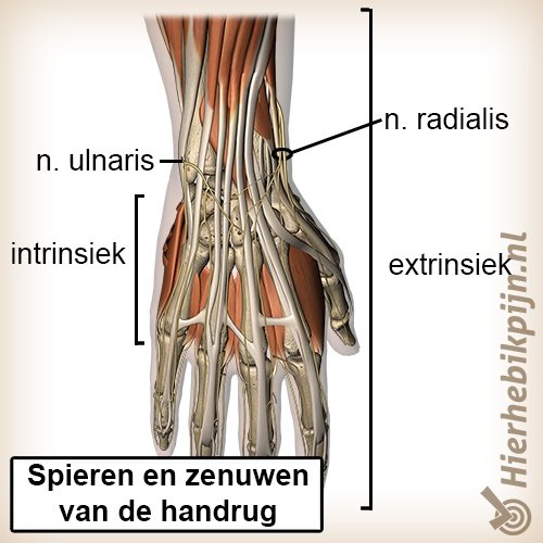 Hand spieren pezen zenuwen dorsaal handrug